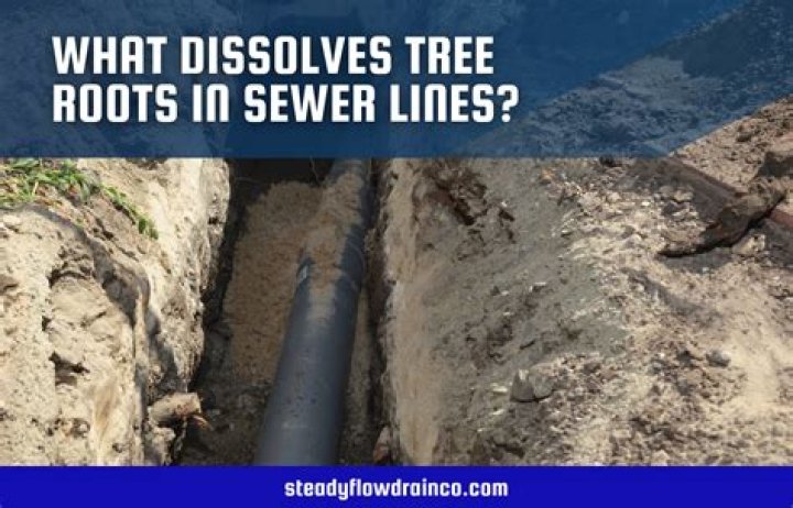 What dissolves roots in sewer line?