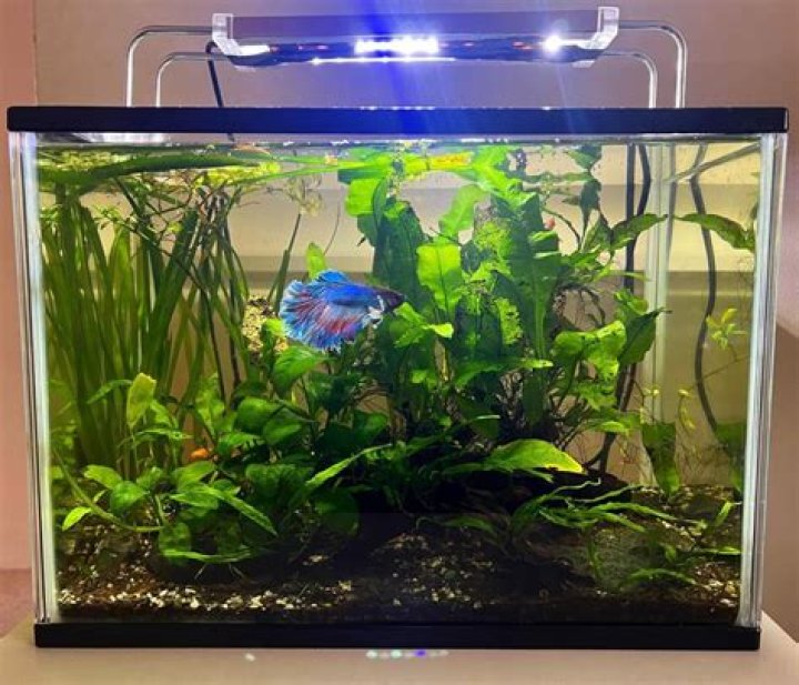 What do bettas like in their tank?