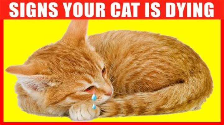 What do cats do when they are dying?
