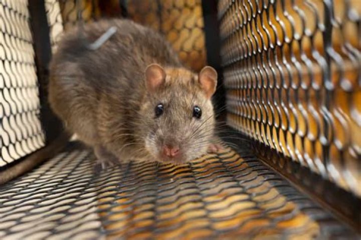 What do mice hate the worst?