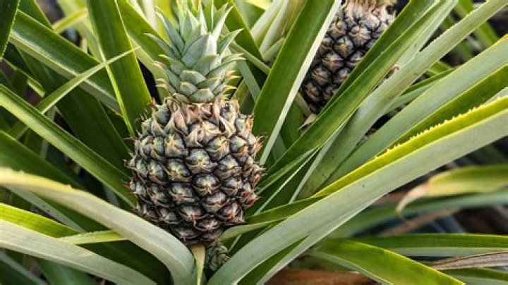 What do pineapples mean on a boat?