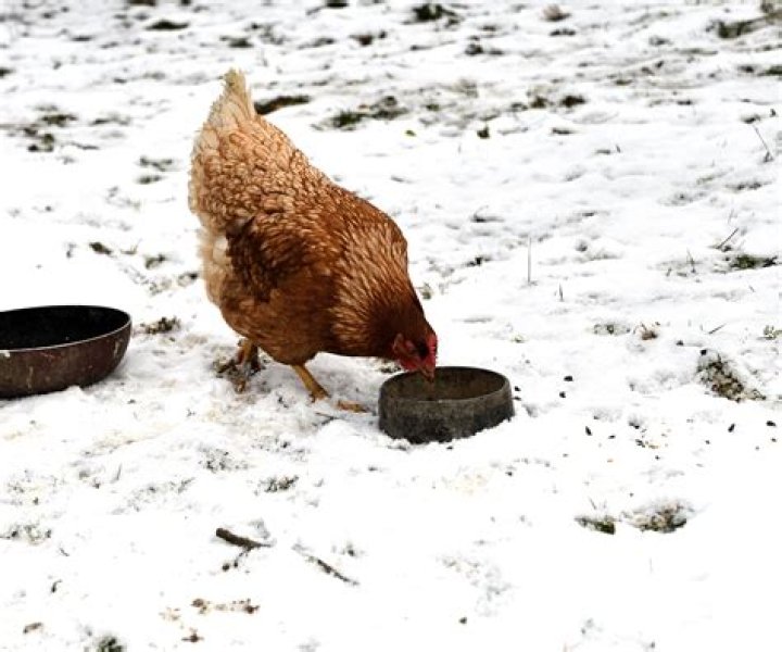 What do you do with chickens in the winter time?