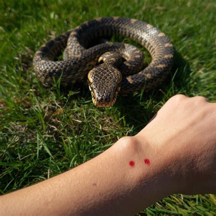 What does a snake biting a hand tattoo mean?
