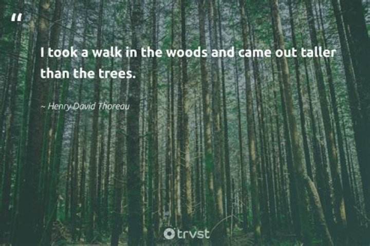 What does wood for the trees mean?