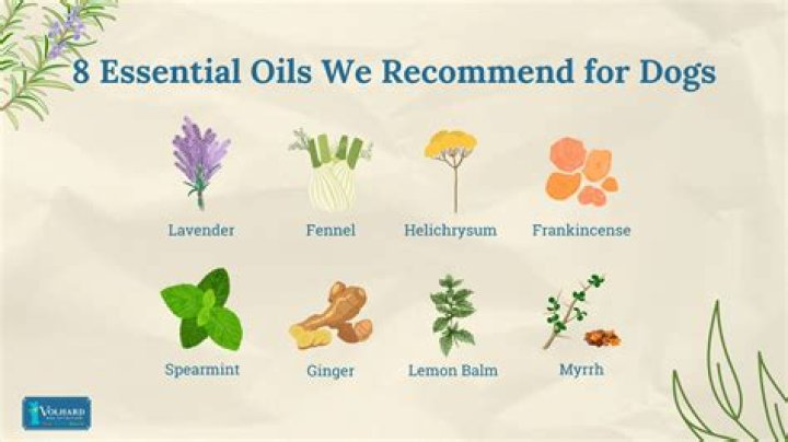 What essential oils relax cats?