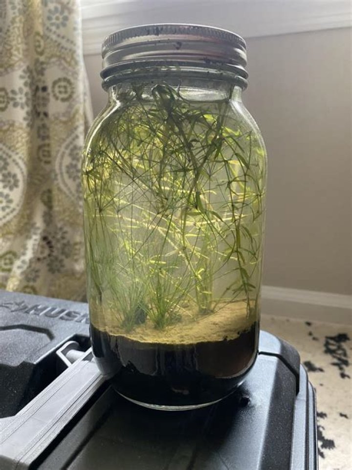 What fish can live in a jar?