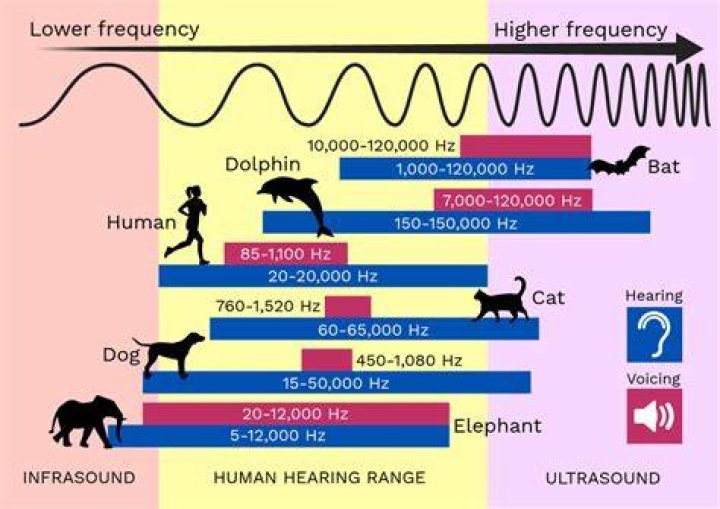 What frequency do humans emit?