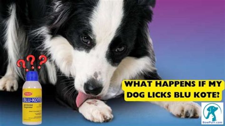 What happens if a dog licks glue?