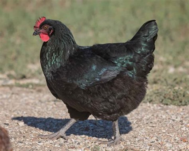 What is a black chicken called?