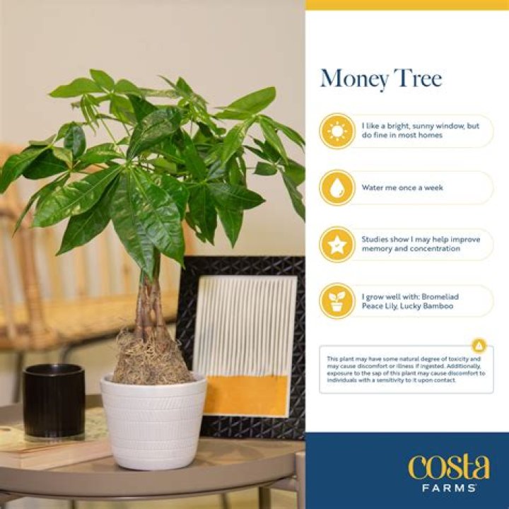 What is a money tree considered?