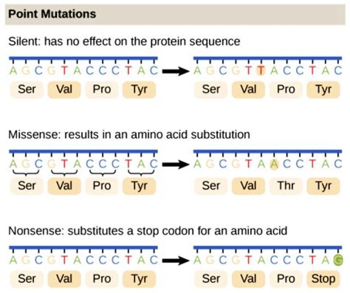 What is a point mutation in biology quizlet?