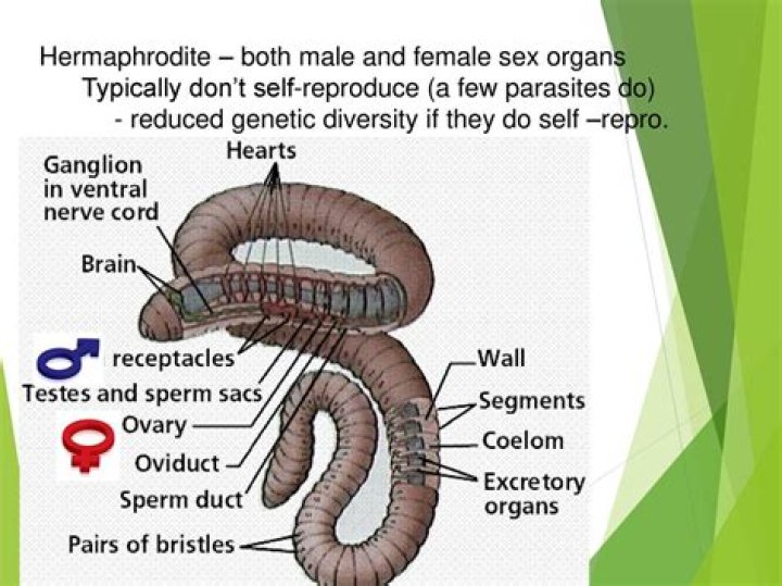 What is human hermaphrodite?