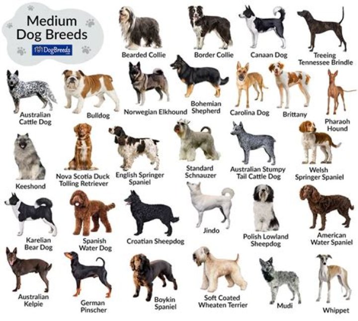 What is it like for dogs to fly?
