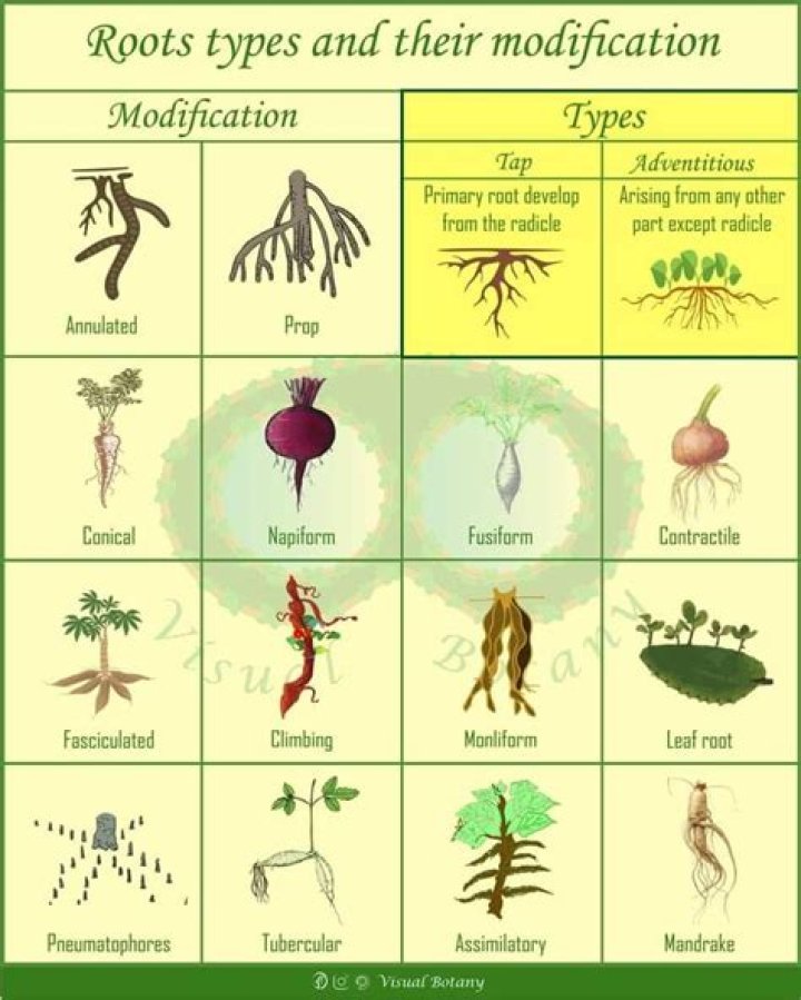 What is modified root?