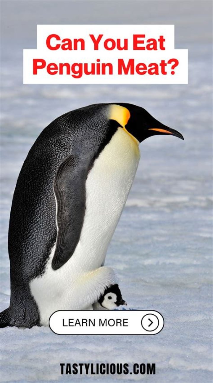 What is penguin meat like?