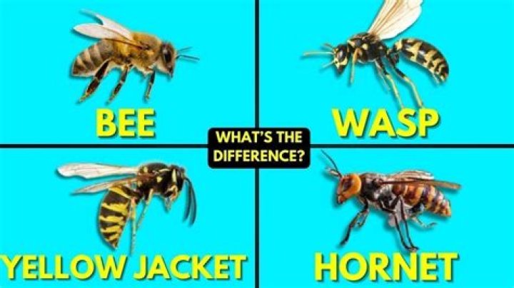 What is the difference between yellow jackets and wasps?