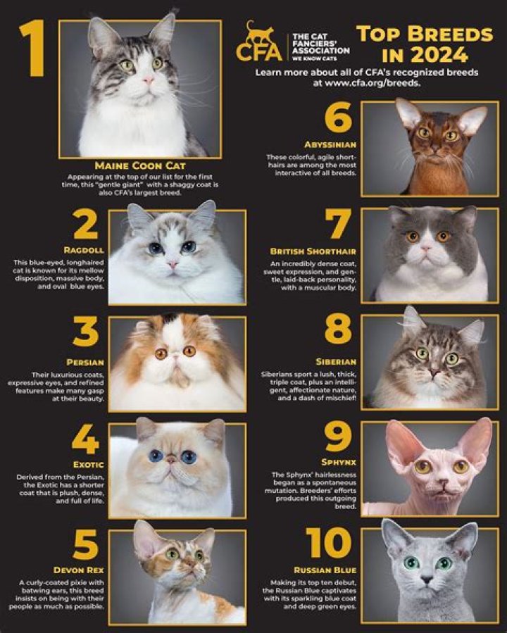 What is the least social cat breed?