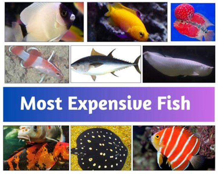 What is the most expensive color to produce?