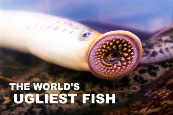 What is the most ordered fish in the world?