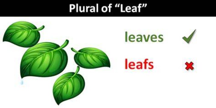 What is the plural of leaf?