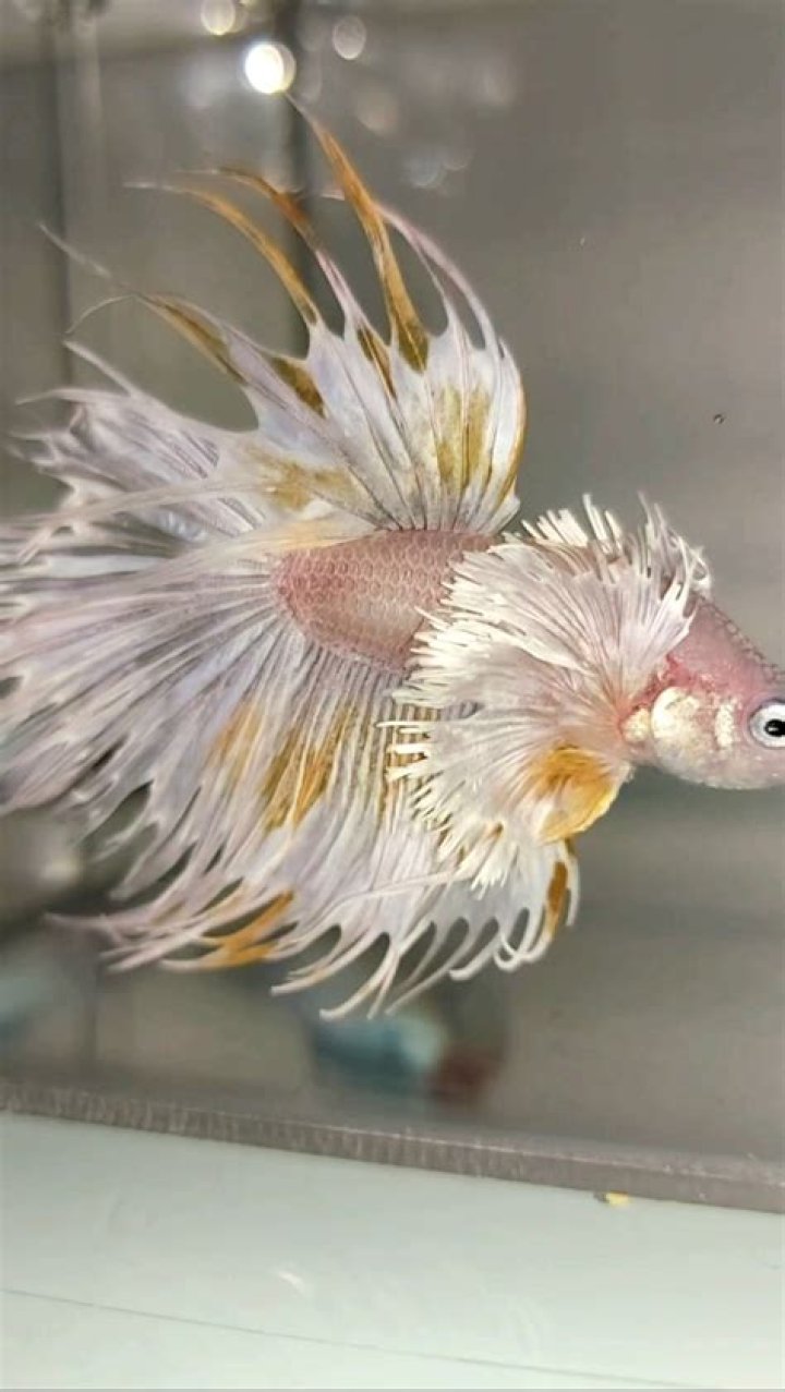 What is the rarest color of betta fish?