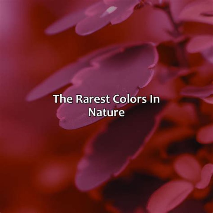 What is the rarest color of ruby?