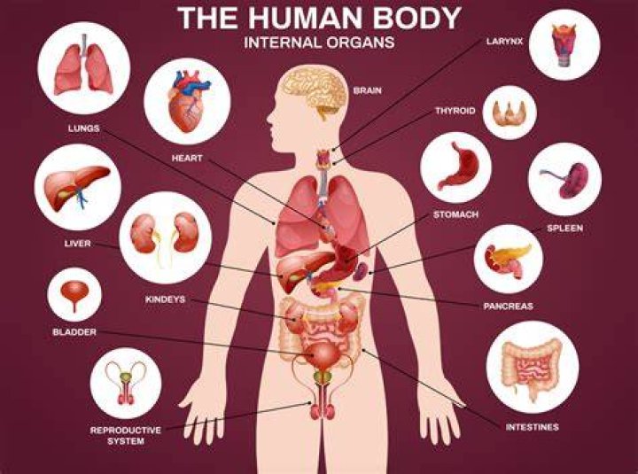 What is the smallest organ in body?