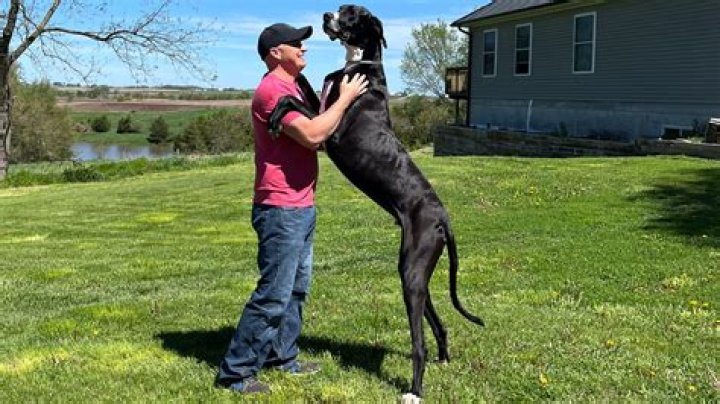 What is the tallest dog alive?