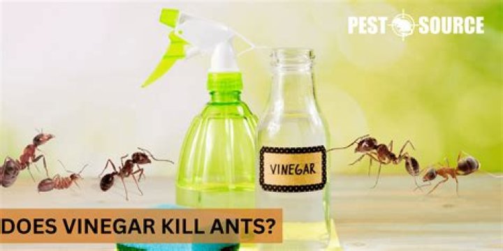 What kills ants on contact?