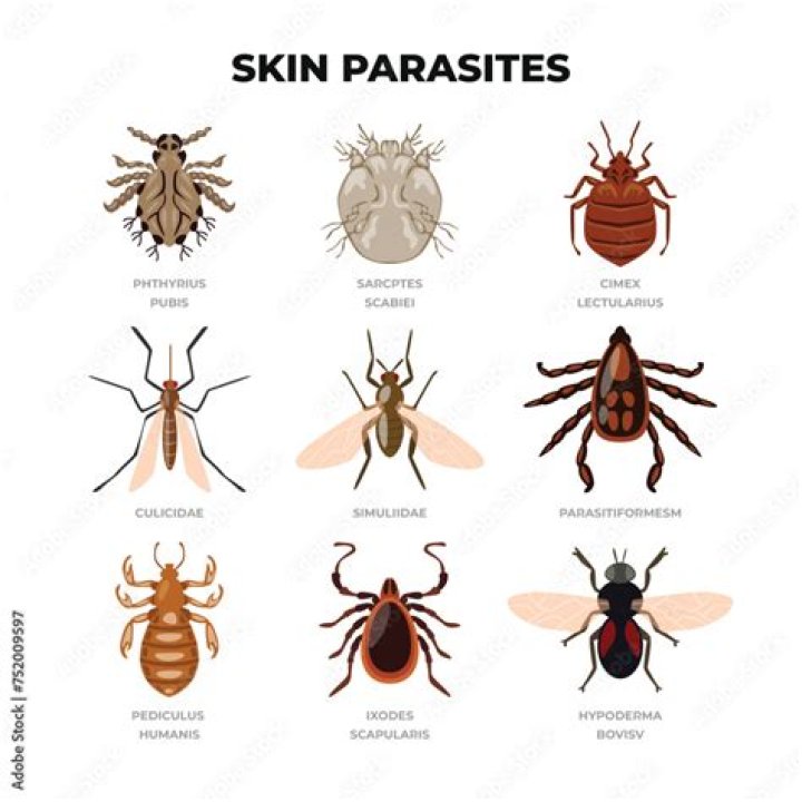 What kills skin parasites in humans?