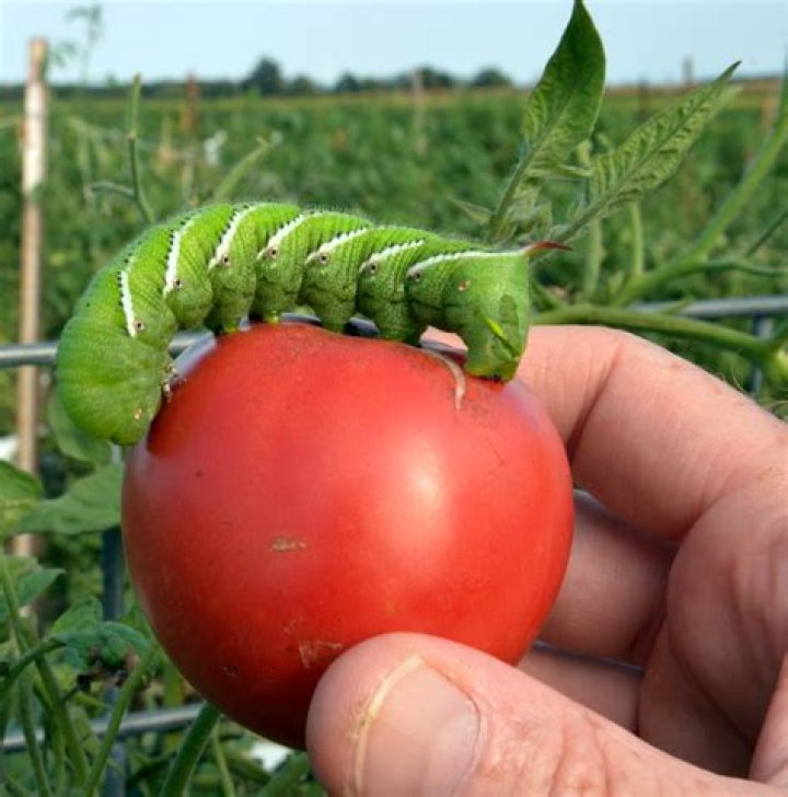 What kind of moth do tomato worms turn into?