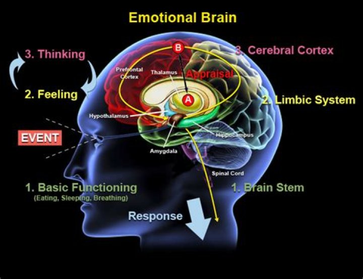 What part of the brain controls emotions and personality?