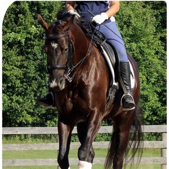 What side do you lead a horse?