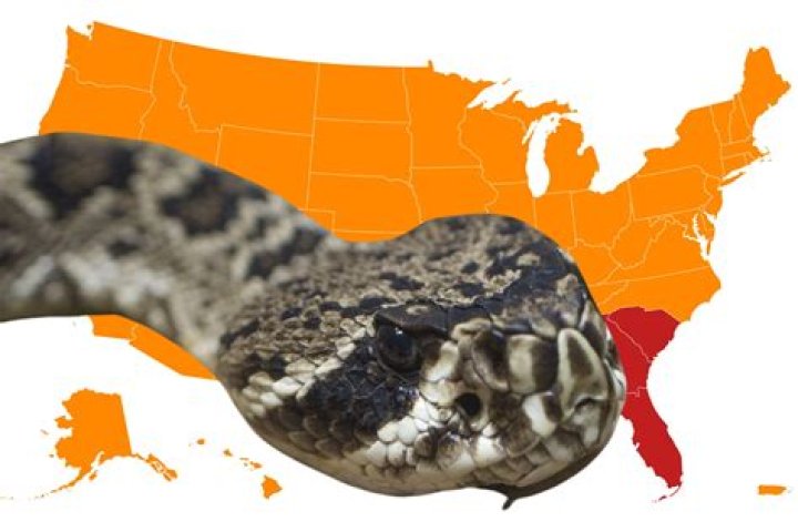 What states have no rattlesnakes?