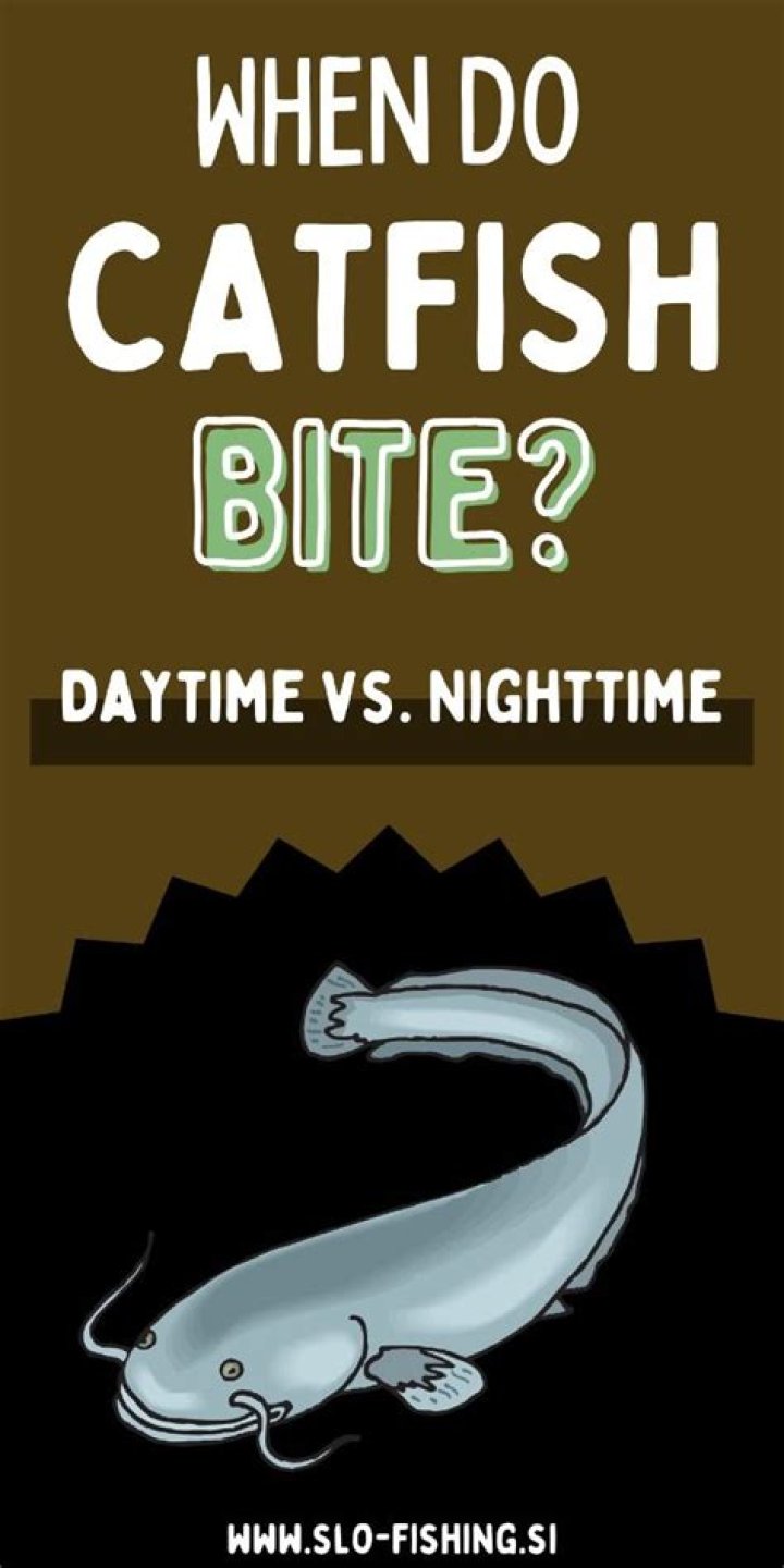 What time do catfish bite at night?