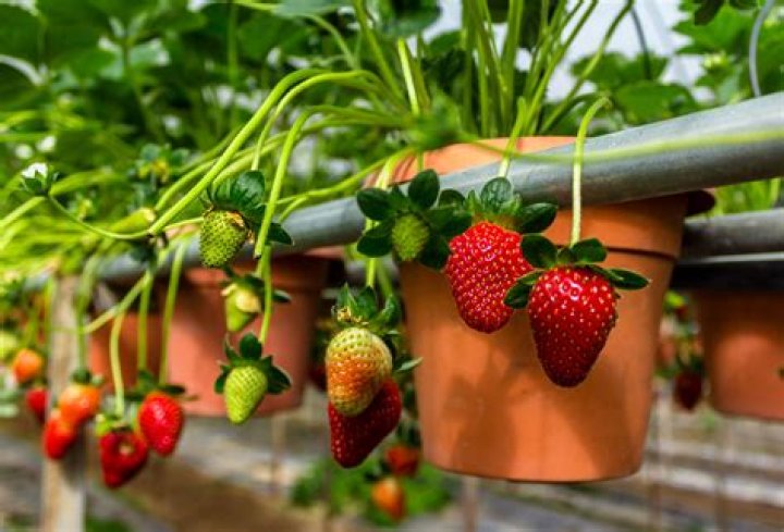 What time of year do you plant strawberries?