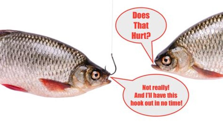 What to do if you hook a fish in the eye?