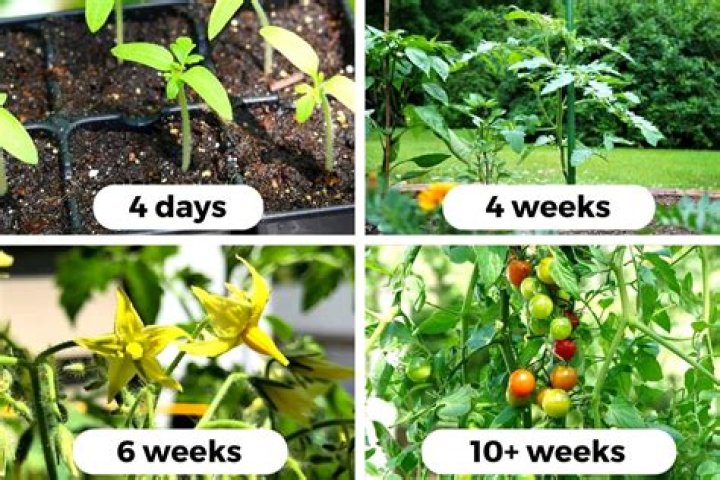 What tomato plants are most blight resistant?