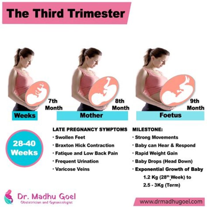 What trimester is the easiest?