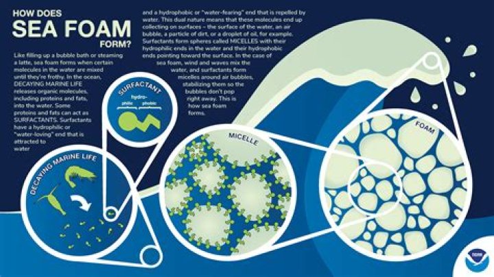 What type of foam does not absorb water?
