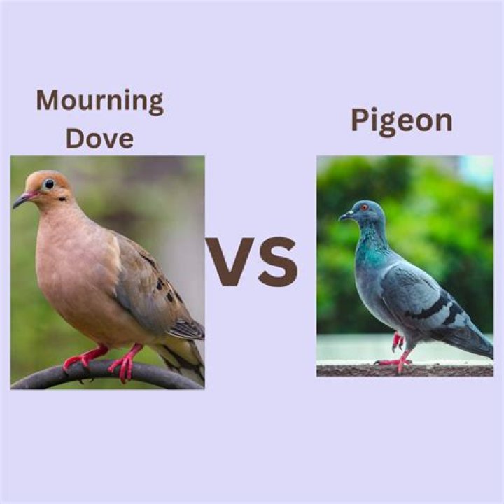 What type of pigeon is the best pet?