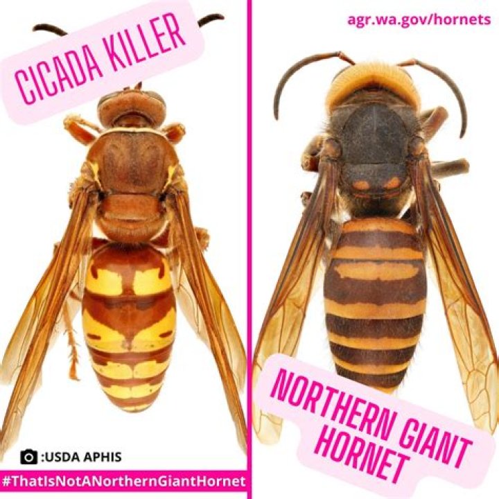 What's a cicada killer look like?