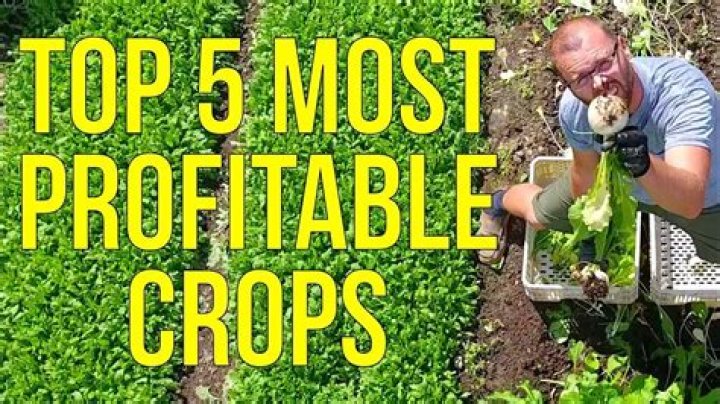 What's the most profitable plant to grow?