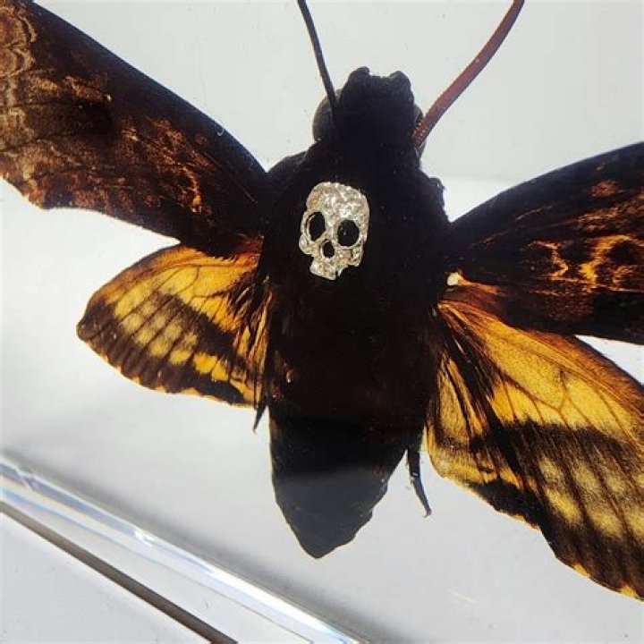 When did hawkmoth become shadow moth?