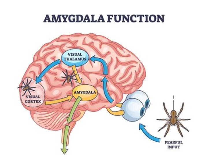 When is the amygdala activated?
