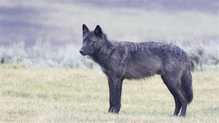 Where are black wolves found?