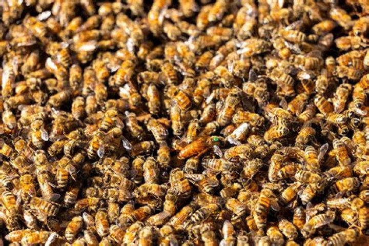 Where do bees go when hive is destroyed?
