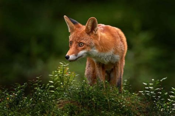 Where do foxes hide during the day UK?