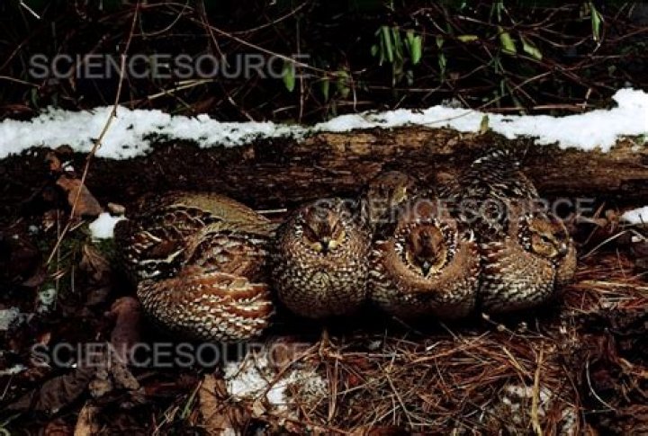 Where do quails sleep?