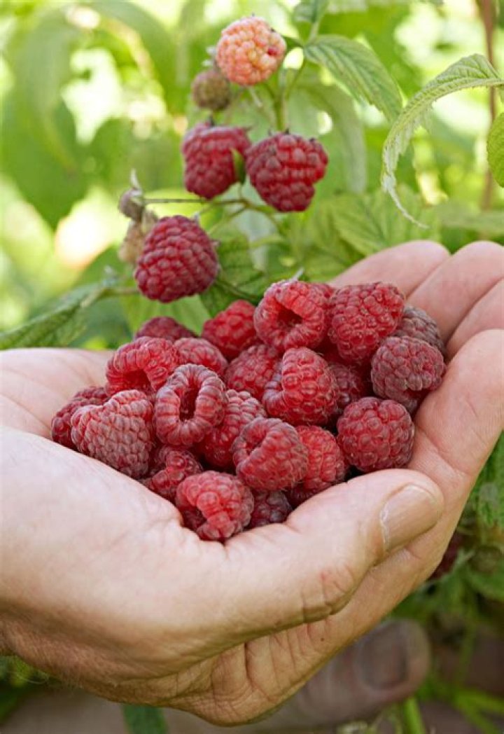 Where do raspberries grow?